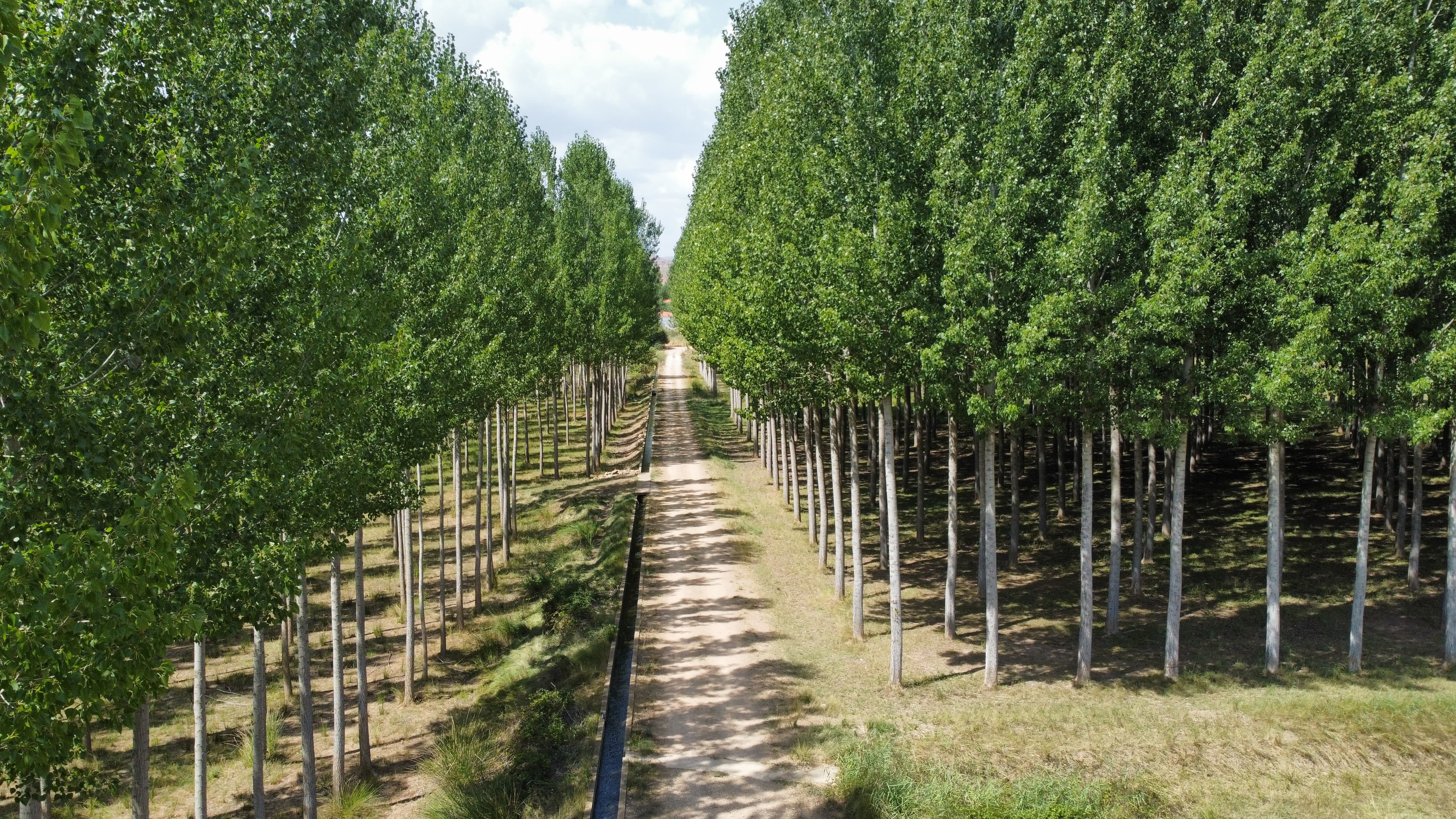 Camino de tierra entre dos hileras de chopos adultos con troncos claros y copas verdes